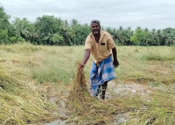 சீர்காழி பகுதியில் திடீர் கனமழையால் 500 ஏக்கரில் குறுவை சாகுபடி பாதிப்பு