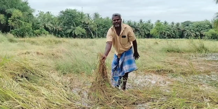 சீர்காழி பகுதியில் திடீர் கனமழையால் 500 ஏக்கரில் குறுவை சாகுபடி பாதிப்பு