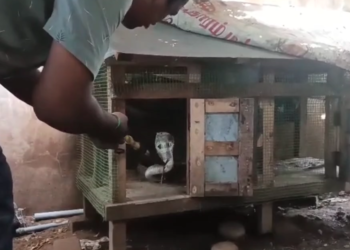 சீர்காழி கோழி கூண்டில் புகுந்து 5முட்டைகளை விழுங்கி கூண்டில் சிக்கித் தவித்த 5 அடி நீள கருநாக பாம்பு