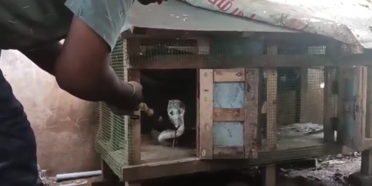 சீர்காழி கோழி கூண்டில் புகுந்து 5முட்டைகளை விழுங்கி கூண்டில் சிக்கித் தவித்த 5 அடி நீள கருநாக பாம்பு