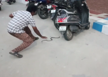 மயிலாடுதுறை மாவட்ட ஆட்சியர் அலுவலகத்தில் ஊழியரின் இருசக்கர வாகனத்தில் புகுந்த சாரை பாம்பு