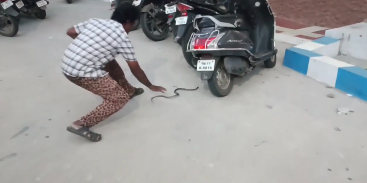 மயிலாடுதுறை மாவட்ட ஆட்சியர் அலுவலகத்தில் ஊழியரின் இருசக்கர வாகனத்தில் புகுந்த சாரை பாம்பு