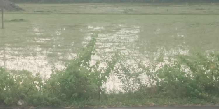 செங்கல்பட்டு மாவட்டத்தில் விடிய விடிய சாரல் மழை.