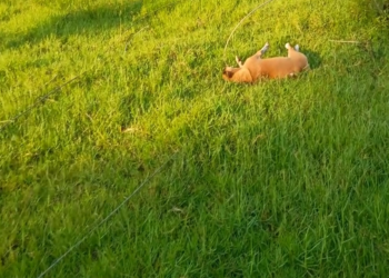 கொள்ளிடம் அருகே தைக்காலில் அறுந்து விழுந்த மின் கம்பியை மிதித்த மூன்று 5 பசுமாடுகள் பலி