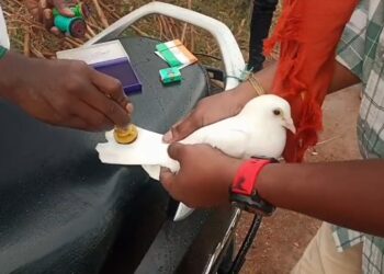 சுதந்திர தினத்தை முன்னிட்டு புறா போட்டி.. 24 மணி நேரம் பறக்கனும்..!