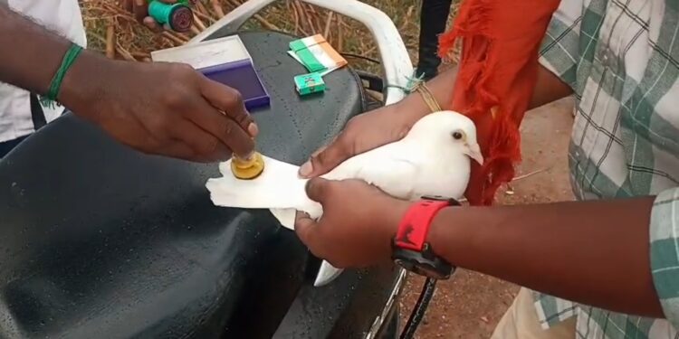 சுதந்திர தினத்தை முன்னிட்டு புறா போட்டி.. 24 மணி நேரம் பறக்கனும்..!