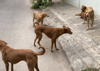 தெரு நாய்களை காப்பகங்களில் அடைக்க தேவையில்லை; உச்சநீதிமன்றம் உத்தரவு!