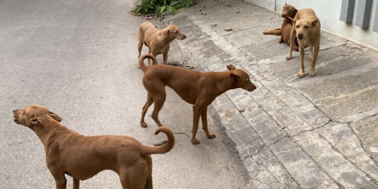தெரு நாய்களை காப்பகங்களில் அடைக்க தேவையில்லை; உச்சநீதிமன்றம் உத்தரவு!