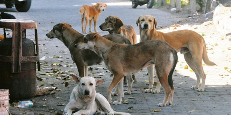 மேட்டூர் அணை பூங்காவில் நாய்க்கடி அச்சம் – 2 நாளில் 10 பேர் காயம்