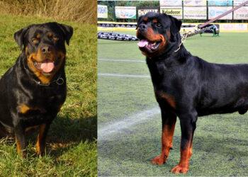 7 வயது சிறுமியின் முகத்தில் கடித்து குதறிய ராட்விலர் நாய் !