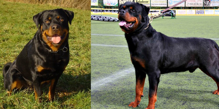 7 வயது சிறுமியின் முகத்தில் கடித்து குதறிய ராட்விலர் நாய் !