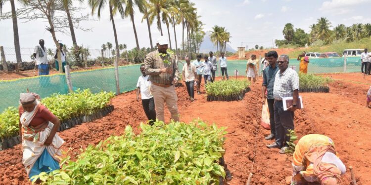குஜிலியம்பாறை வட்டாரத்தில் வளர்ச்சித் திட்டப் பணிகள்: மாவட்ட ஆட்சியர் நேரில் ஆய்வு