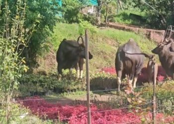 கொடைக்கானல் பிரையண்ட் பூங்காவிற்குள் காட்டெருமைகள் ஊடுருவல்: சுற்றுலாப் பயணிகள் இல்லாததால் பெரும் விபத்து தவிர்ப்பு