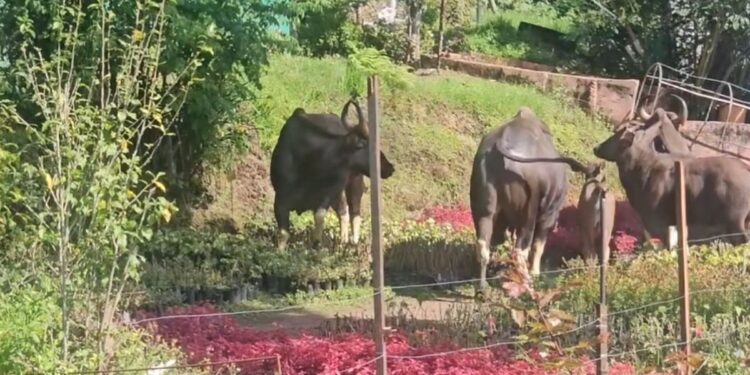 கொடைக்கானல் பிரையண்ட் பூங்காவிற்குள் காட்டெருமைகள் ஊடுருவல்: சுற்றுலாப் பயணிகள் இல்லாததால் பெரும் விபத்து தவிர்ப்பு