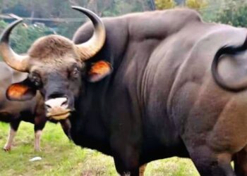 கொடைக்கானலில் இரண்டு காட்டெருமைகள் மோதல்: நகர்ப்புற விரிவாக்கத்தின் விளைவு