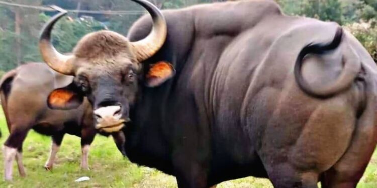 கொடைக்கானலில் இரண்டு காட்டெருமைகள் மோதல்: நகர்ப்புற விரிவாக்கத்தின் விளைவு