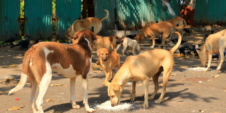 20 லட்சம் தெருநாய்கள் ; 3.80 லட்சம் பேர் நாய்க்கடி பாதிப்பு – பொது சுகாதாரத் துறை அதிர்ச்சி தகவல் !