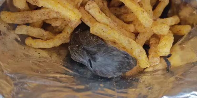 நாட்றம்பள்ளியில் குழந்தைகளுக்கு வாங்கிய சிப்ஸ் பாக்கெட்டில் எலி – பெற்றோர் அதிர்ச்சி