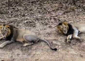 தமிழகம் வரும் குஜராத் சிங்கங்கள் !