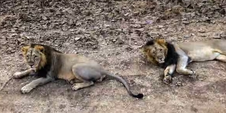 தமிழகம் வரும் குஜராத் சிங்கங்கள் !