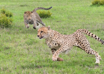 இந்தியாவில் பிறந்த முதல் சிவிங்கிப் புலி குட்டி ‘முகி’: 70 ஆண்டுகளுக்கு பின் கிடைத்த நம்பிக்கை !