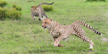 இந்தியாவில் பிறந்த முதல் சிவிங்கிப் புலி குட்டி ‘முகி’: 70 ஆண்டுகளுக்கு பின் கிடைத்த நம்பிக்கை !