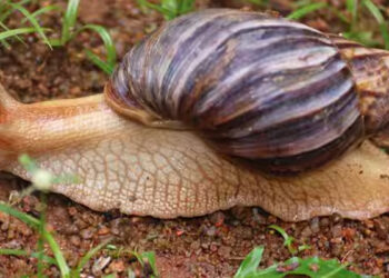 சென்னையில் பரவிய ராட்சச ஆப்பிரிக்க நத்தை – பொது சுகாதாரத்திற்கு மோசமான ஆபத்து