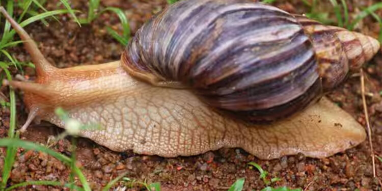 சென்னையில் பரவிய ராட்சச ஆப்பிரிக்க நத்தை – பொது சுகாதாரத்திற்கு மோசமான ஆபத்து