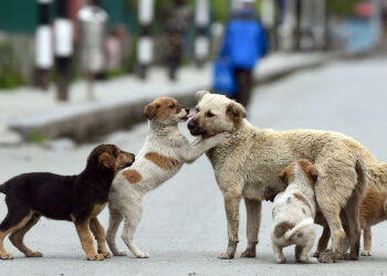 நாய்களுடன் நெருங்கிப் பழகினால் காசநோய் வருமா ? தெருநாய்களிடம் எச்சரிக்கை