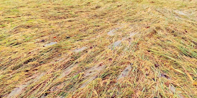 வலங்கைமான் வட்டத்திற்கு உட்பட்ட பகுதிகளில் மழை நீரில் மிதக்கும் குறுவைநெற்பயிர்கள் விவசாயிகள்வேதனை