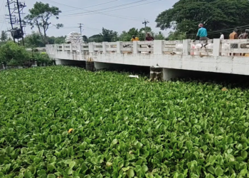 நீர் வழிப்பாதையை தடுத்து ஆகாயத்தாமரைகள்,கோரைகள் மண்டிகாடு போல் காட்சி வெட்டாற்றை தூர்வாரி தர விவசாயிகள் கோரிக்கை