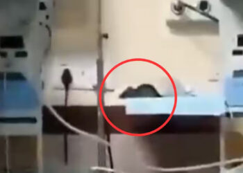 குழந்தைகளின் கை, தலையை கடித்த எலி : அரசு மருத்துவமனை ICU–ல் அதிர்ச்சி சம்பவம்