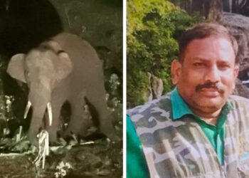 ‘ரோலக்ஸ்’ யானை மயக்க ஊசி போட வந்த மருத்துவரை தாக்கியது