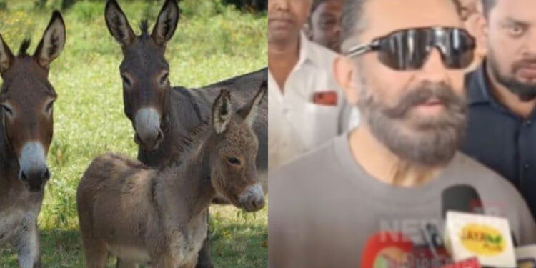 “கழுதைகள் காணாமல் போனபோது யாராவது கவலைப்பட்டார்களா ?” – தெருநாய்கள் பிரச்னை குறித்து கமல்ஹாசன் கேள்வி