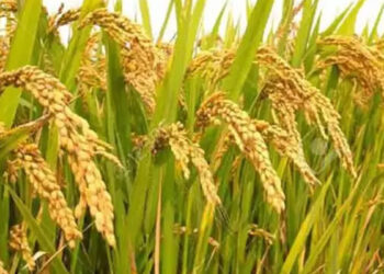 நெல்லுக்கான ஆதரவு விலை உயர்வு – தமிழ்நாடு அரசு தொடர்ந்து வழங்குகிறது : முதலமைச்சர் ஸ்டாலின்