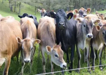 தீபாவளி.. கால்நடைகளின் மவுசு அதிகரிப்பு