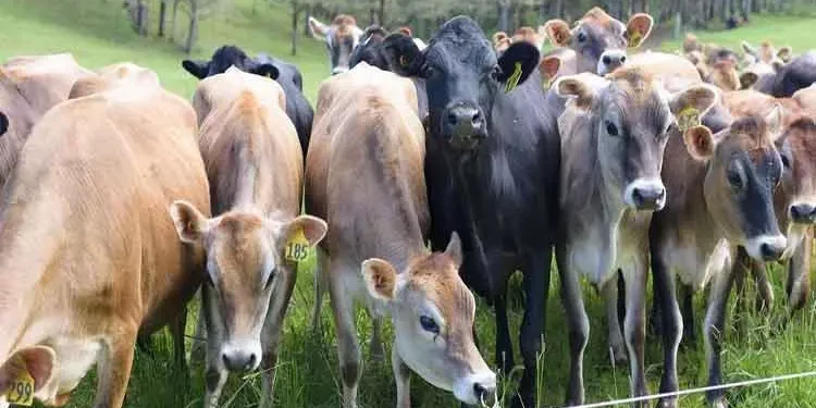 தீபாவளி.. கால்நடைகளின் மவுசு அதிகரிப்பு