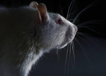 8 மாணவர்களுக்கு எலிக்காய்ச்சல்.. கல்லூரியை மூட சுகாதாரத்துறை அதிரடி உத்தரவு !