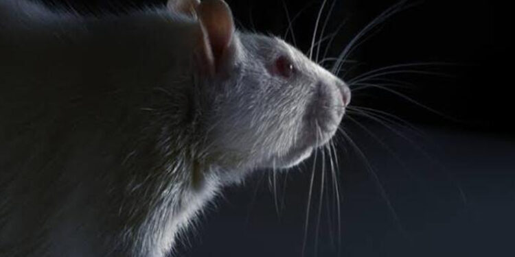 8 மாணவர்களுக்கு எலிக்காய்ச்சல்.. கல்லூரியை மூட சுகாதாரத்துறை அதிரடி உத்தரவு !