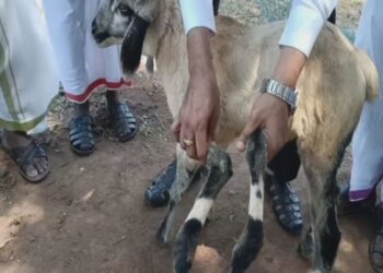 ஆறு கால்களுடன் பிறந்த அதிசய ஆட்டுக்குட்டி