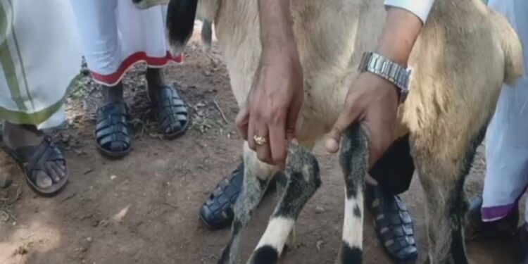 ஆறு கால்களுடன் பிறந்த அதிசய ஆட்டுக்குட்டி