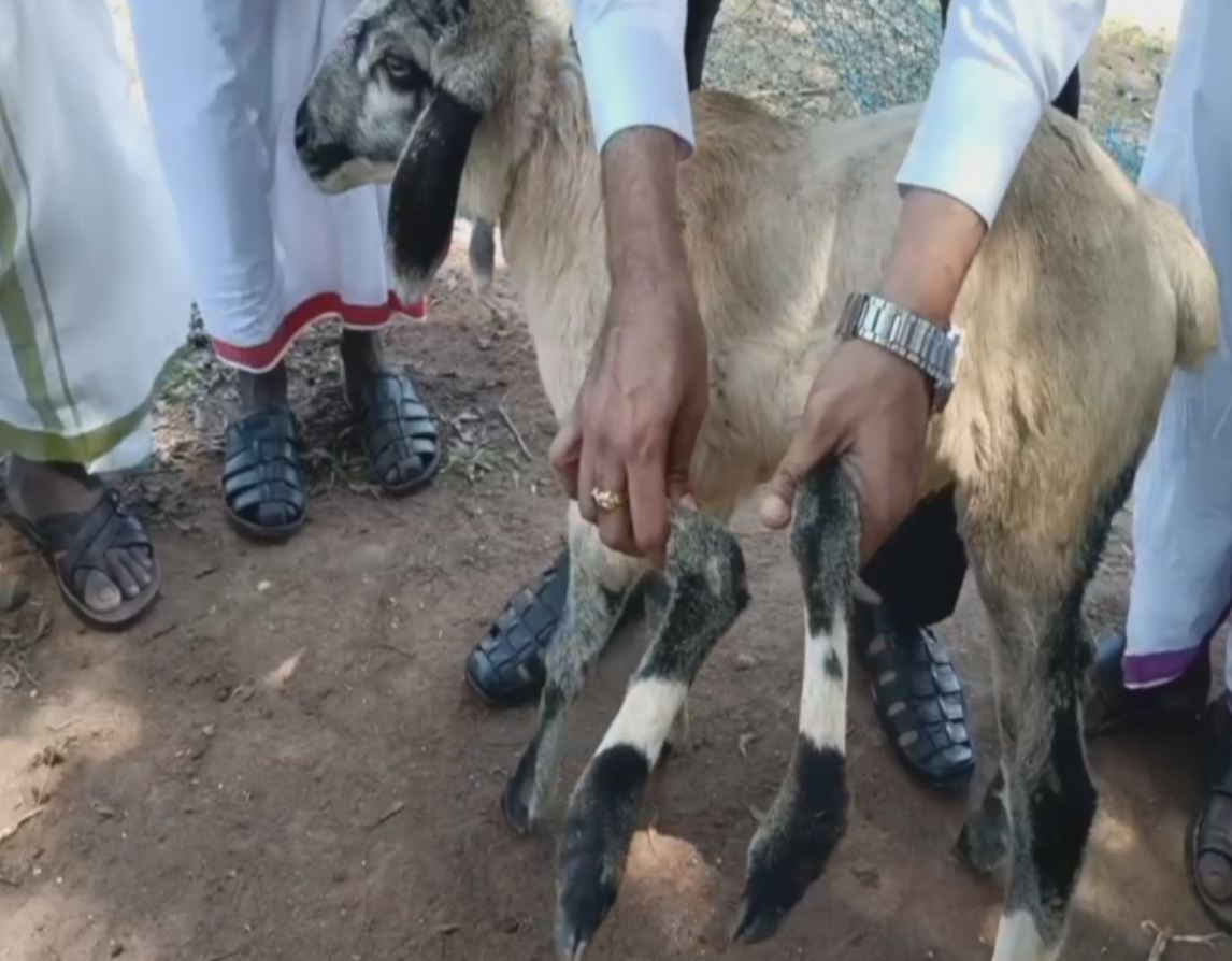 ஆறு கால்களுடன் பிறந்த அதிசய ஆட்டுக்குட்டி