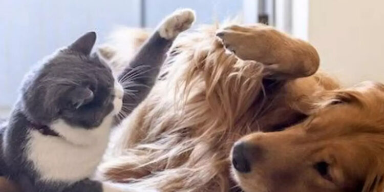 சென்னையில் நாய்–பூனை வளர்க்கும் மக்களுக்கு கட்டாய லைசென்ஸ் : பெறாவிட்டால் ரூ.5,000 அபராதம்!