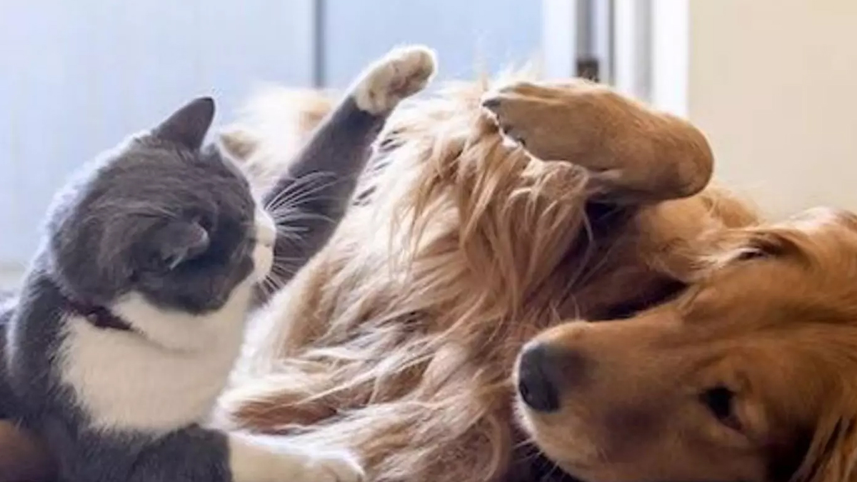 சென்னையில் நாய்–பூனை வளர்க்கும் மக்களுக்கு கட்டாய லைசென்ஸ் : பெறாவிட்டால் ரூ.5,000 அபராதம்!