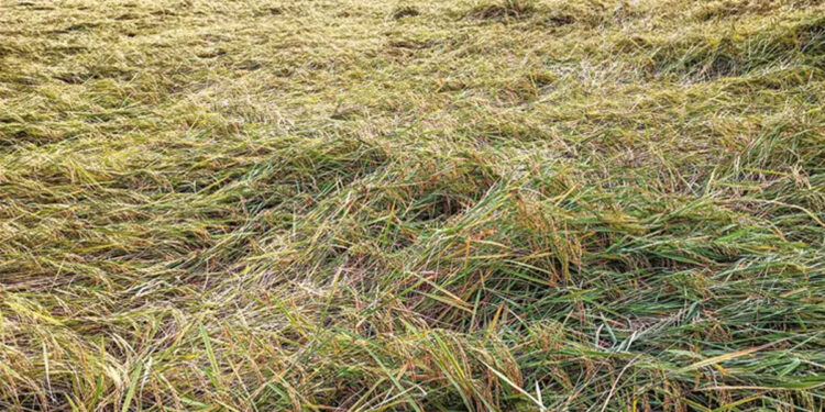 நெற்பயிர் பாதிப்புக்கு நிவாரணம் வழங்கக் கோரி நயினார், சீமான் வலியுறுத்தல்