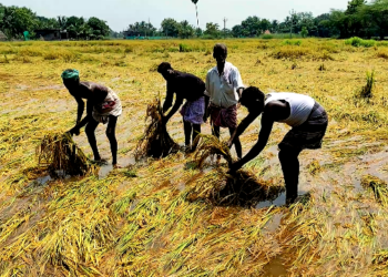 2நாட்கள் பெய்த கனமழையால் 500ஏக்கர் நெற்பயிர்கள் நீரில் மூழ்கியதால் விவசாயிகள் வேதனை