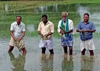 சீர்காழி அருகே கனமழையினால் 1000 ஏக்கர் சம்பா நேரடி விதைப்பு மற்றும் நடவுப் பயிர்கள் மழை நீரில் மூழ்கி பாதிப்பு