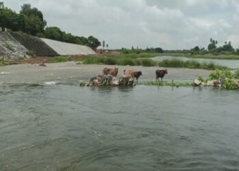திடீரென திறக்கப்பட்ட பூண்டி ஏரி..சிக்கிக்கொண்ட மாடுகள்