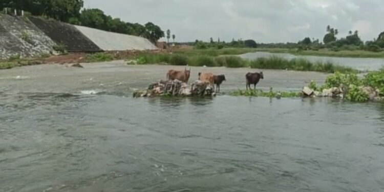 திடீரென திறக்கப்பட்ட பூண்டி ஏரி..சிக்கிக்கொண்ட மாடுகள்