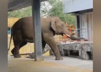 ஒடுங்க..ஒடுங்க…கோவிலுக்குள் நுழைந்த யானையால் பதற்றம்